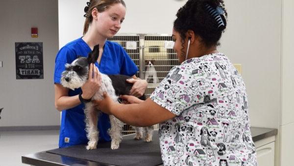 2 veterinary technology students examining dog